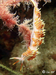 Hermissenda Crassicornis, Sony T-30
 by John Hill 